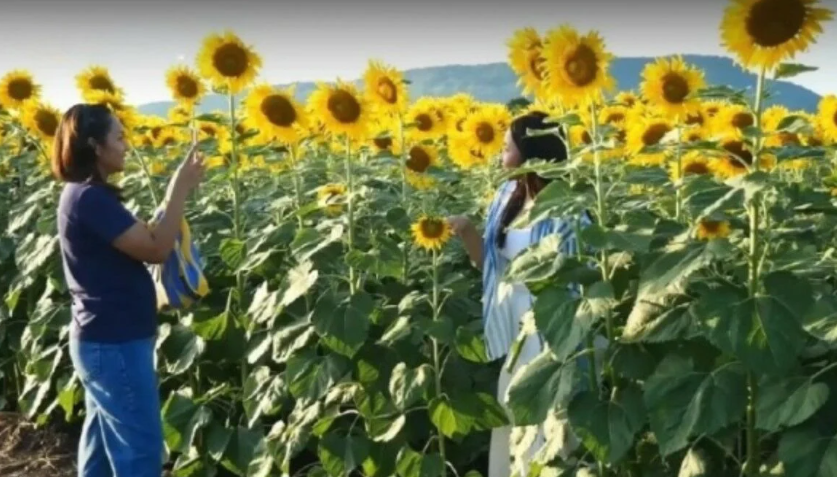 Para Turis Banjiri Ladang Bunga Matahari Lopburi Thailand:  Pesona Selfie Abadi